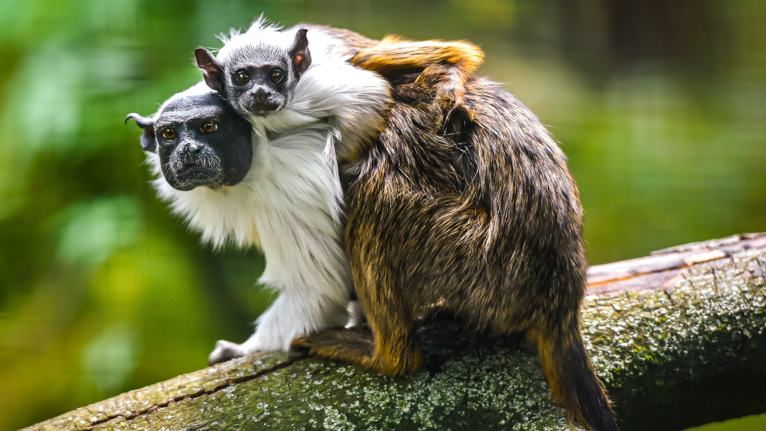 Pied Tamarin